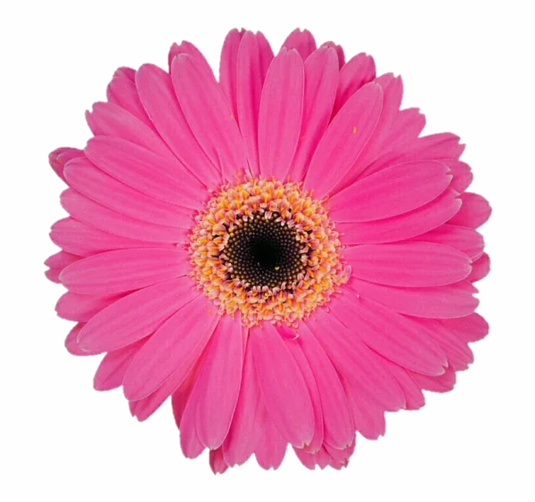 Pink Gerbera Daisy Flower PNG