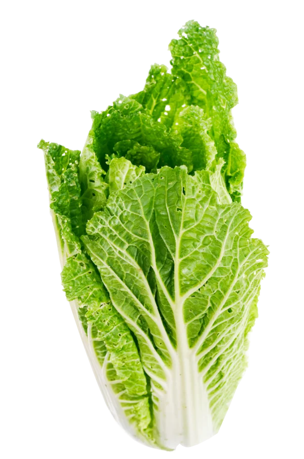 Fresh Napa Cabbage Head PNG