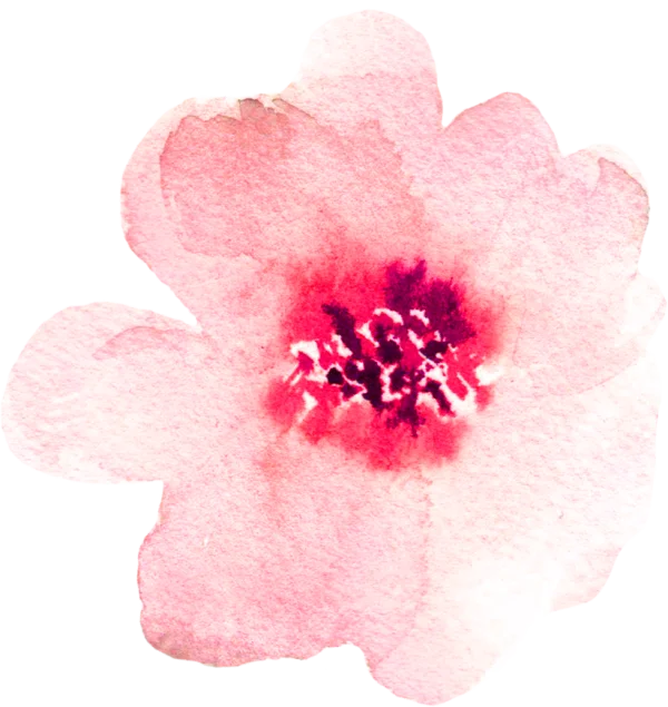 Soft Pink Watercolor Flower Blossom PNG