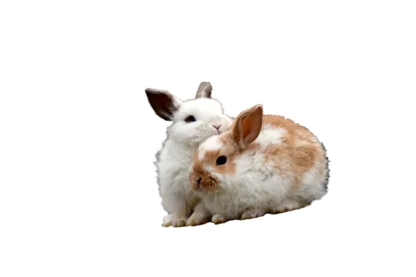 Cuddling White and Brown Baby Bunnies PNG