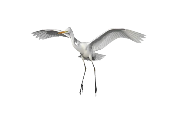 White Great Egret Flying PNG