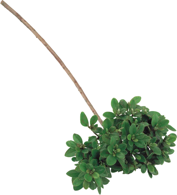 Small Green Leafy Branch PNG