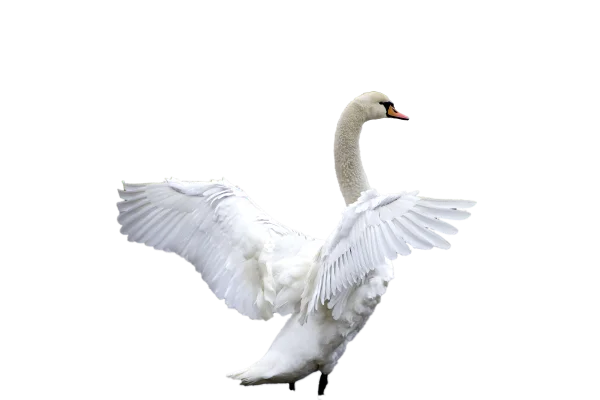 White Swan with Open Wings PNG