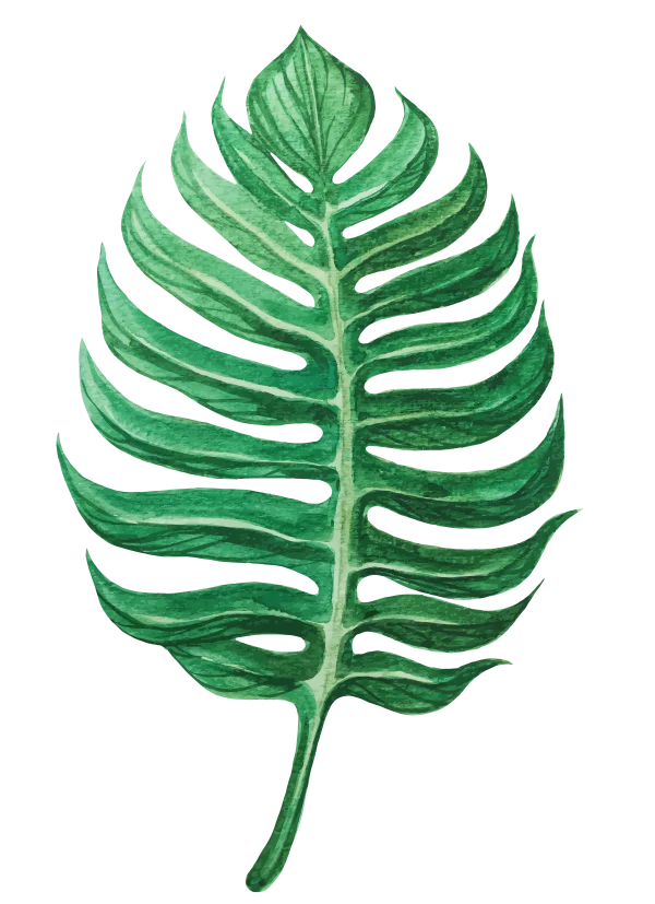 Green Watercolor Monstera Leaf PNG