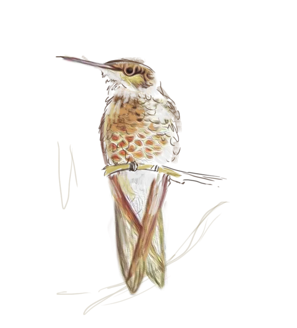 Painted Long-Beaked Bird Perched on Branch PNG