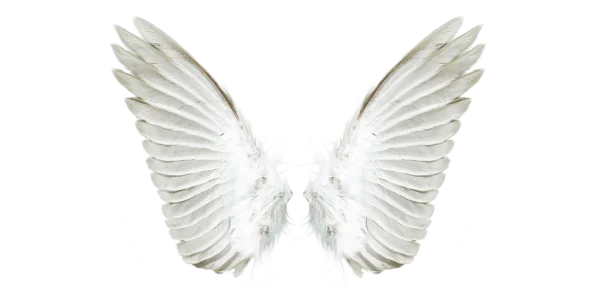 White Feathered Angel Wings PNG