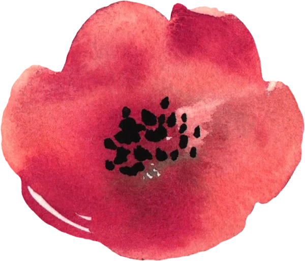 Watercolor Red Poppy Flower PNG