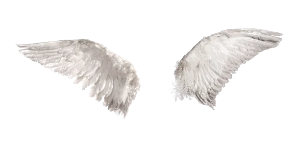 White Angel Wings Isolated PNG