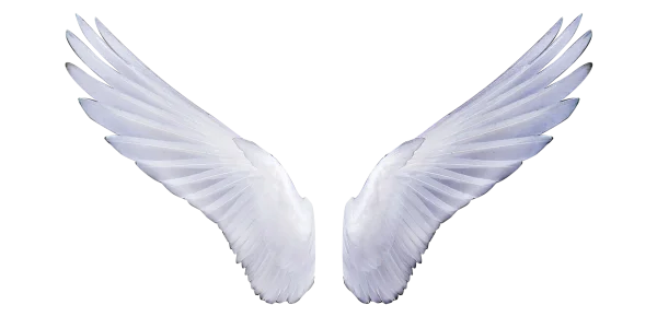 Pair of White Angel Wings PNG