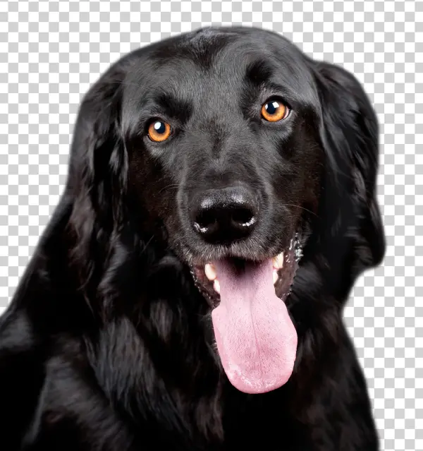 Black Dog Headshot with Tongue Out PNG