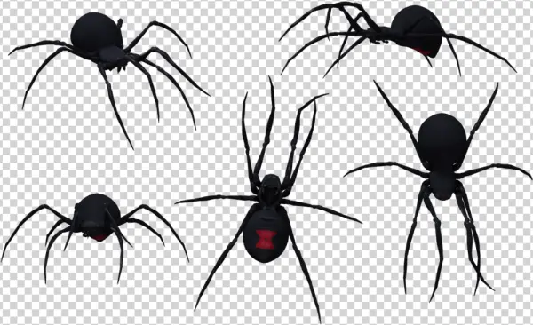 Black Widow Spider Multiple Angles PNG
