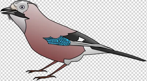 Eurasian Jay Bird Illustration PNG Transparent