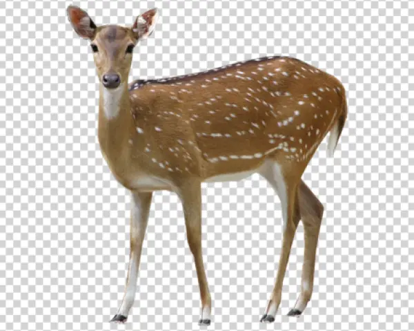 Spotted Deer PNG Transparent Background