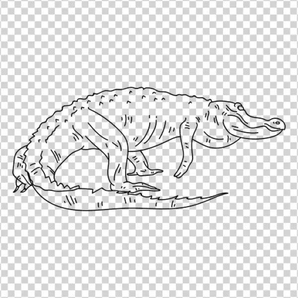 Blank Transparent PNG Image