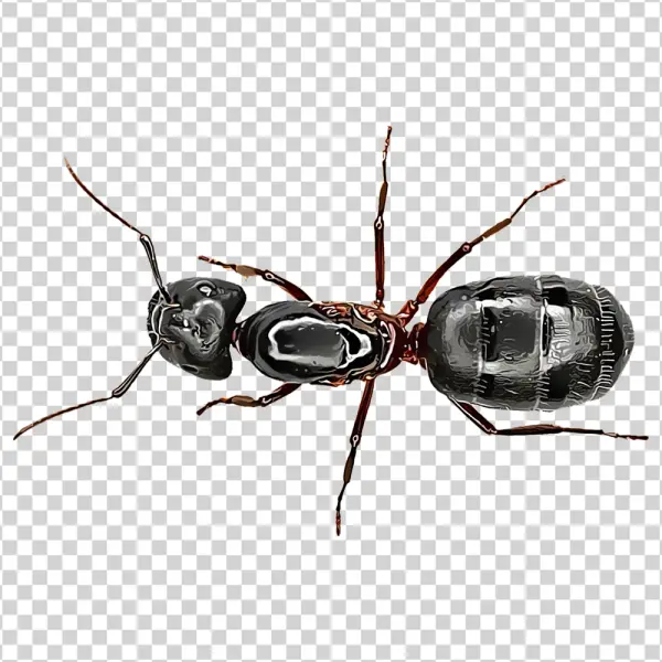 Black Ant PNG Transparent Background