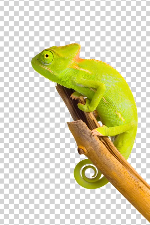 Green Chameleon on Branch PNG Transparent Background