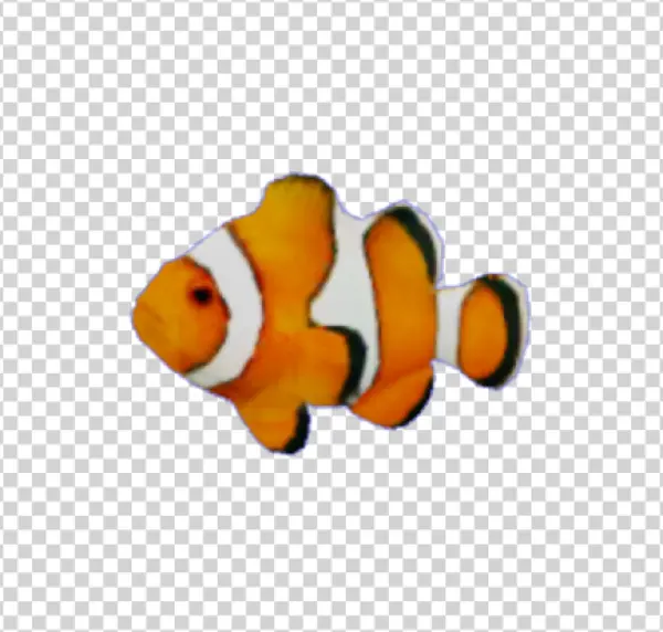 Clownfish PNG Transparent Background