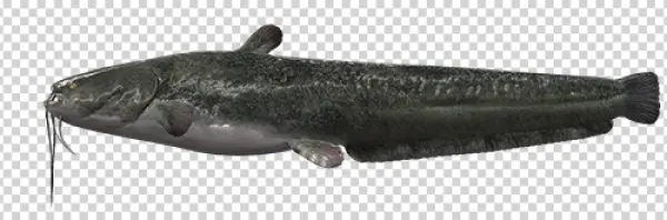 Realistic Catfish PNG Transparent Background