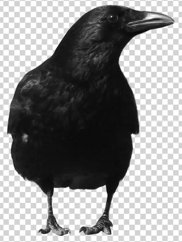 Black Crow PNG Transparent Background