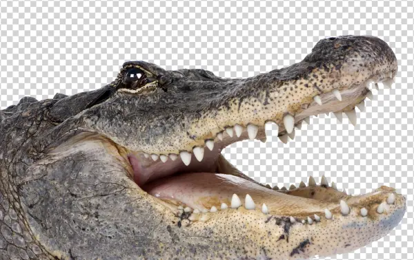 Alligator Head with Open Mouth PNG Transparent Background
