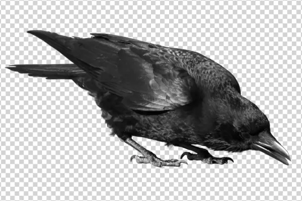 Black Crow Looking Down Transparent PNG