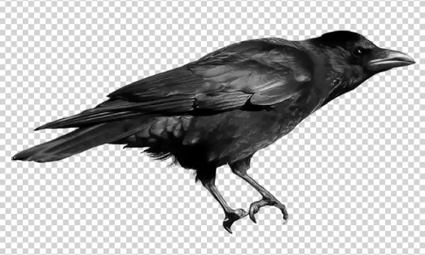 Realistic Black Crow Transparent Background PNG