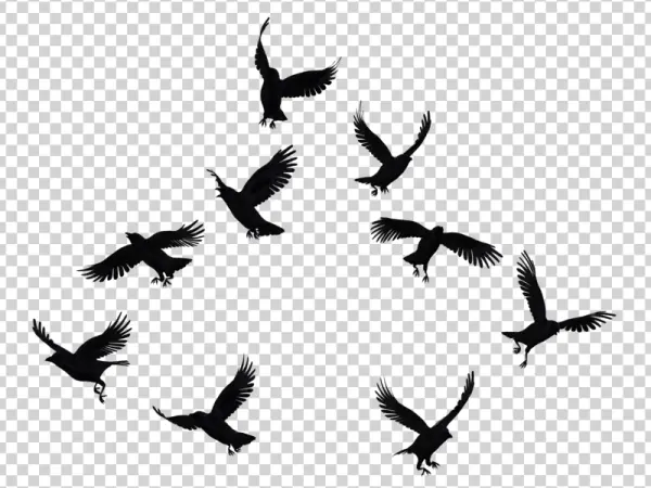 Flock of Dark Crows Flying PNG