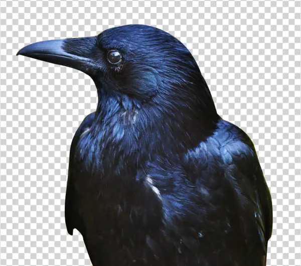 Majestic Dark Raven PNG Transparent Background
