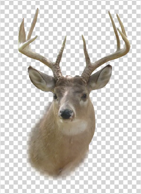 Deer Head with Large Antlers PNG Transparent Background