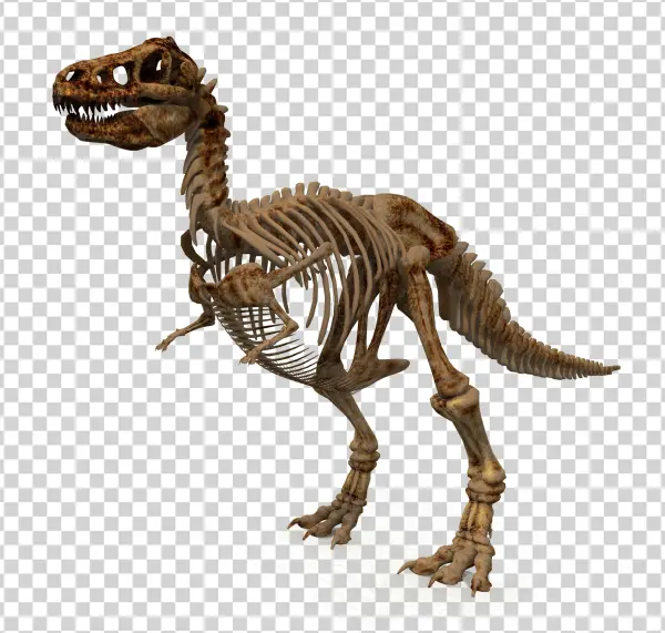 Tyrannosaurus Rex Skeleton PNG Transparent Background