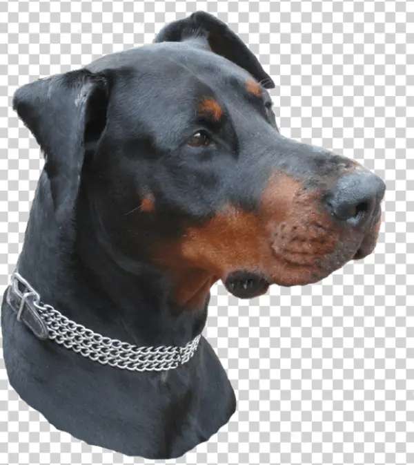 Doberman Dog Head with Chain Collar PNG Transparent Background