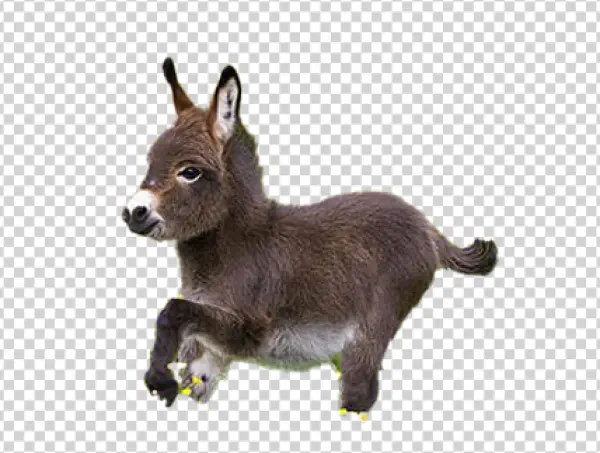 Baby Donkey PNG Transparent Background