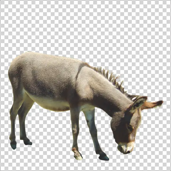 Donkey Grazing PNG Transparent Background