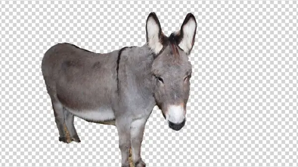 Grey Donkey Transparent PNG Image