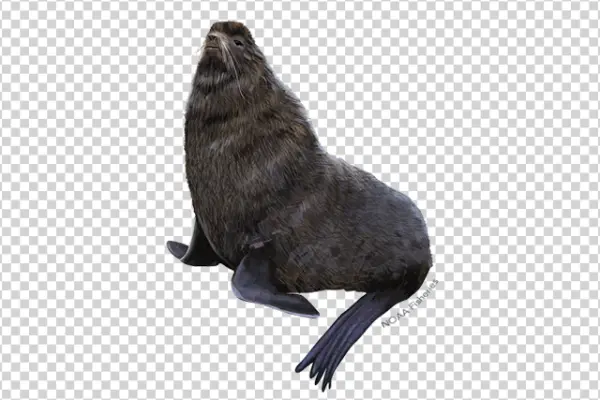 Brown Fur Seal PNG Transparent Background