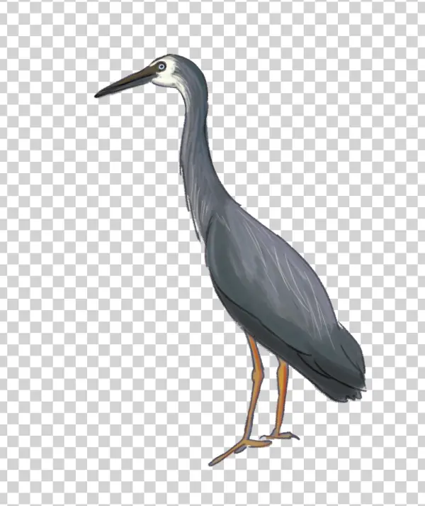 Grey Heron Illustration PNG Transparent Background