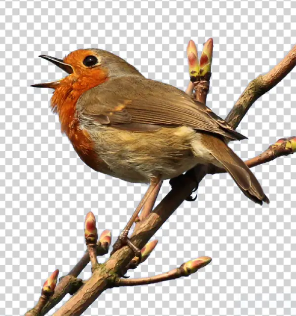 Singing European Robin on Branch PNG Transparent