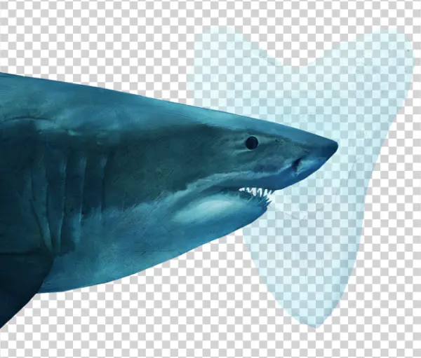 Great White Shark and Megalodon Tooth PNG Transparent Background