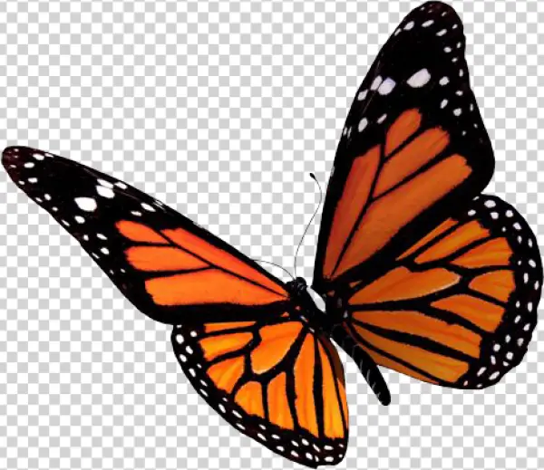 Monarch Butterfly PNG Transparent Background
