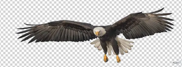 Bald Eagle Flying Transparent PNG