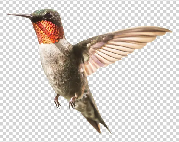 Ruby-throated Hummingbird Flying PNG