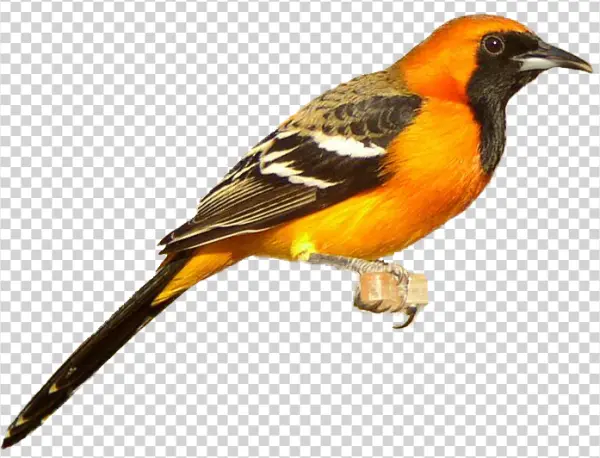 Oriole Bird PNG Transparent Background