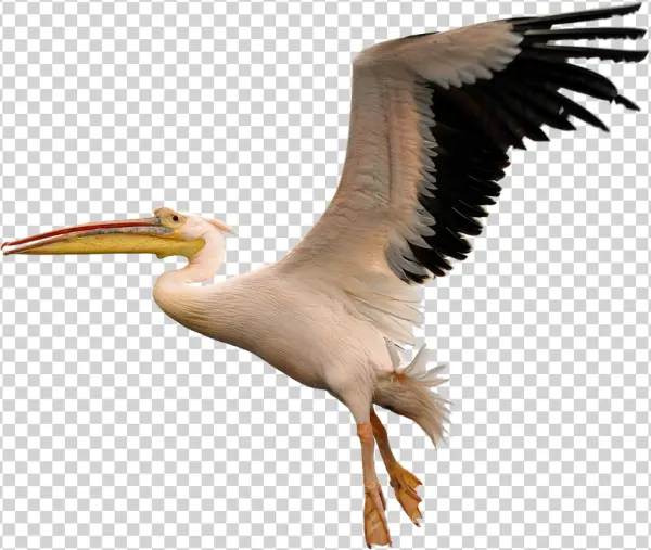Pelican in Flight PNG Transparent Background
