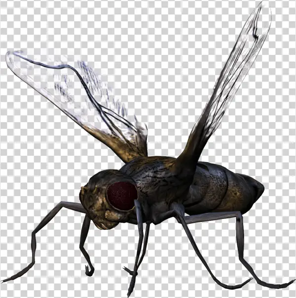 Realistic House Fly PNG Transparent Background