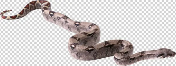 Coiled Snake PNG Transparent Background