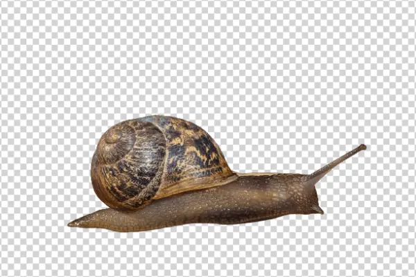 Garden Snail with Brown Shell PNG Transparent Background