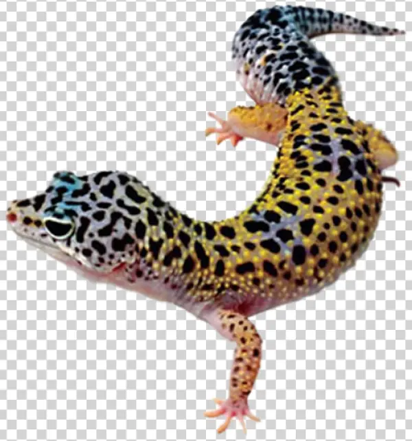 Leopard Gecko PNG Transparent Background