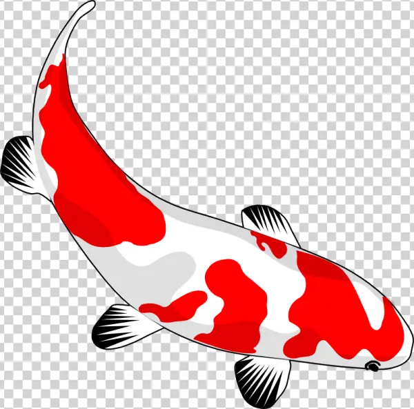 Red and White Koi Fish PNG Transparent Background