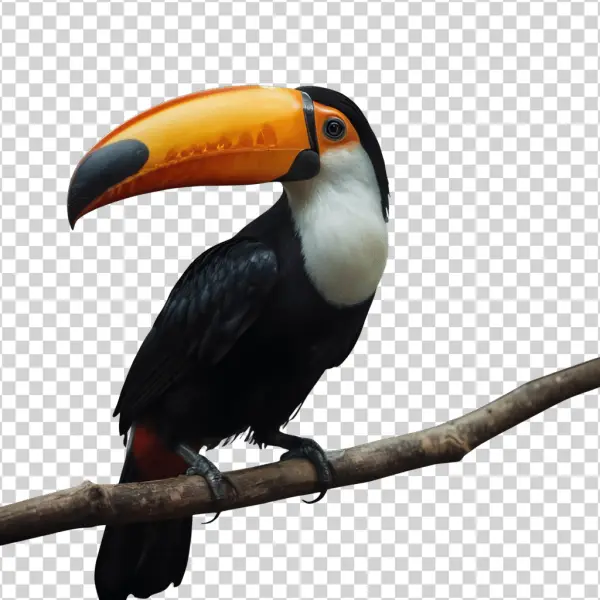 Toco Toucan Perched on Branch PNG Transparent Background
