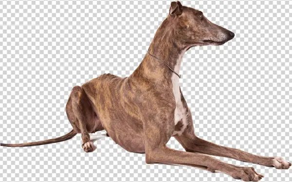 Brindle Greyhound Dog Lying Down PNG Transparent Background